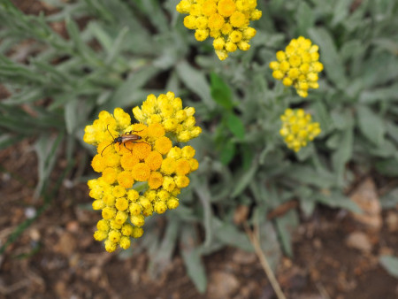 Helichrysum cf plicatum